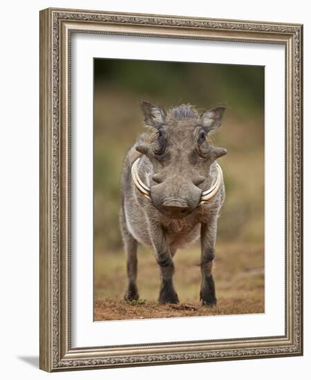 Warthog (Phacochoerus Aethiopicus), Male, Addo Elephant National Park, South Africa, Africa-James Hager-Framed Photographic Print