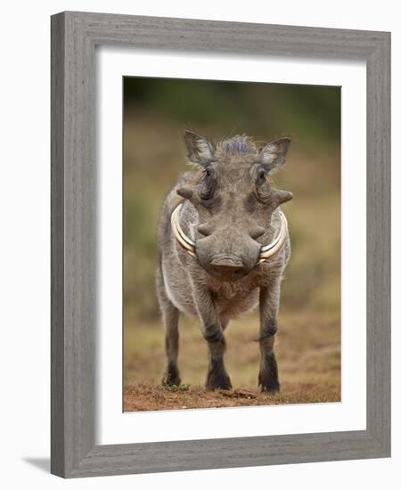 Warthog (Phacochoerus Aethiopicus), Male, Addo Elephant National Park, South Africa, Africa-James Hager-Framed Photographic Print