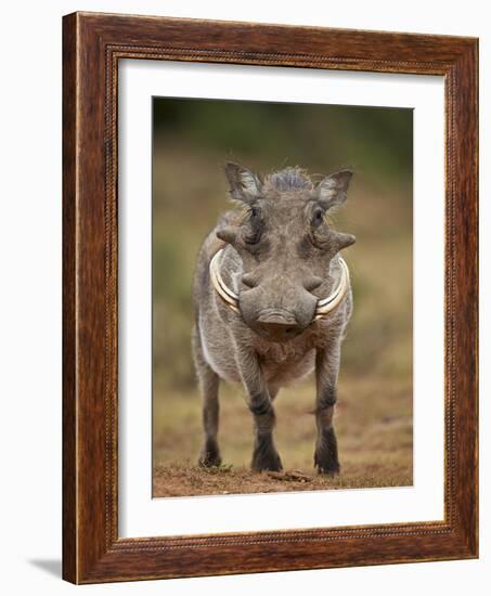 Warthog (Phacochoerus Aethiopicus), Male, Addo Elephant National Park, South Africa, Africa-James Hager-Framed Photographic Print