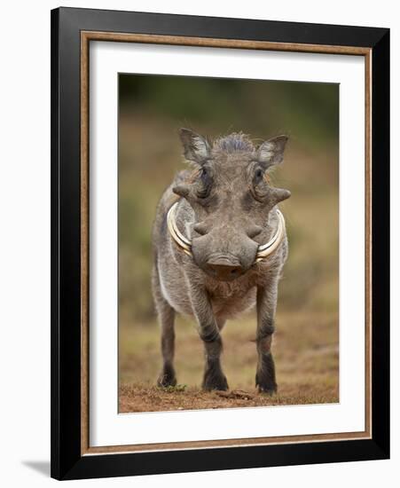 Warthog (Phacochoerus Aethiopicus), Male, Addo Elephant National Park, South Africa, Africa-James Hager-Framed Photographic Print