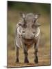 Warthog (Phacochoerus Aethiopicus), Male, Addo Elephant National Park, South Africa, Africa-James Hager-Mounted Photographic Print