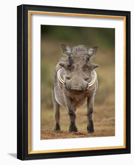 Warthog (Phacochoerus Aethiopicus), Male, Addo Elephant National Park, South Africa, Africa-James Hager-Framed Photographic Print