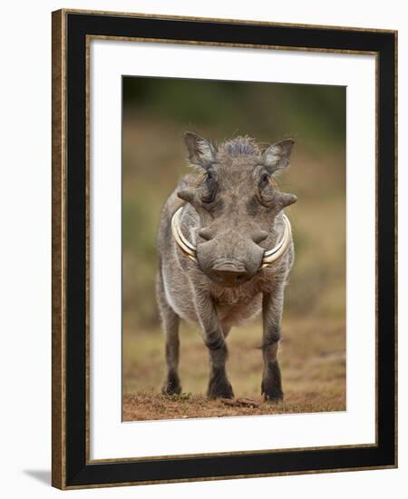 Warthog (Phacochoerus Aethiopicus), Male, Addo Elephant National Park, South Africa, Africa-James Hager-Framed Photographic Print