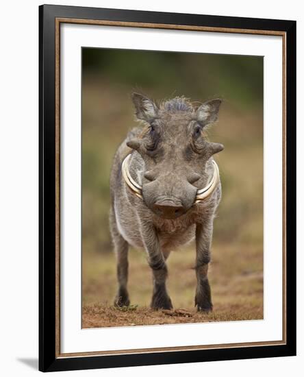 Warthog (Phacochoerus Aethiopicus), Male, Addo Elephant National Park, South Africa, Africa-James Hager-Framed Photographic Print