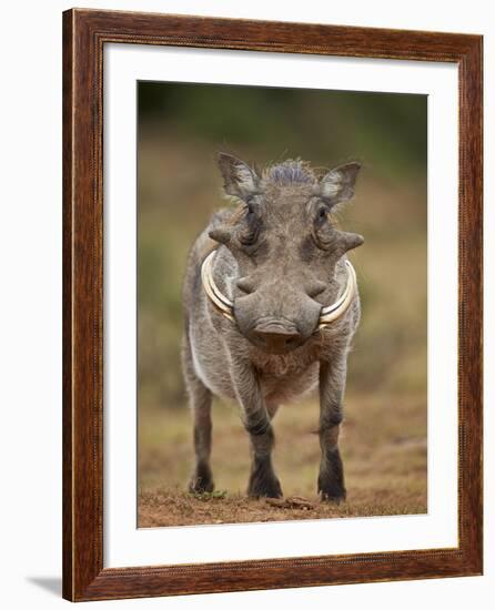 Warthog (Phacochoerus Aethiopicus), Male, Addo Elephant National Park, South Africa, Africa-James Hager-Framed Photographic Print