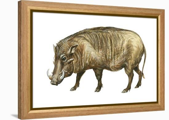 Warthog (Phacochoerus Aethiopicus), Mammals-Encyclopaedia Britannica-Framed Stretched Canvas