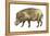 Warthog (Phacochoerus Aethiopicus), Mammals-Encyclopaedia Britannica-Framed Stretched Canvas