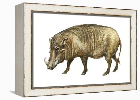 Warthog (Phacochoerus Aethiopicus), Mammals-Encyclopaedia Britannica-Framed Stretched Canvas