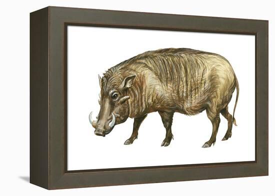 Warthog (Phacochoerus Aethiopicus), Mammals-Encyclopaedia Britannica-Framed Stretched Canvas