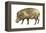 Warthog (Phacochoerus Aethiopicus), Mammals-Encyclopaedia Britannica-Framed Stretched Canvas