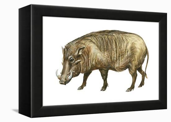 Warthog (Phacochoerus Aethiopicus), Mammals-Encyclopaedia Britannica-Framed Stretched Canvas