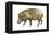 Warthog (Phacochoerus Aethiopicus), Mammals-Encyclopaedia Britannica-Framed Stretched Canvas