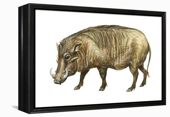 Warthog (Phacochoerus Aethiopicus), Mammals-Encyclopaedia Britannica-Framed Stretched Canvas