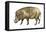 Warthog (Phacochoerus Aethiopicus), Mammals-Encyclopaedia Britannica-Framed Stretched Canvas