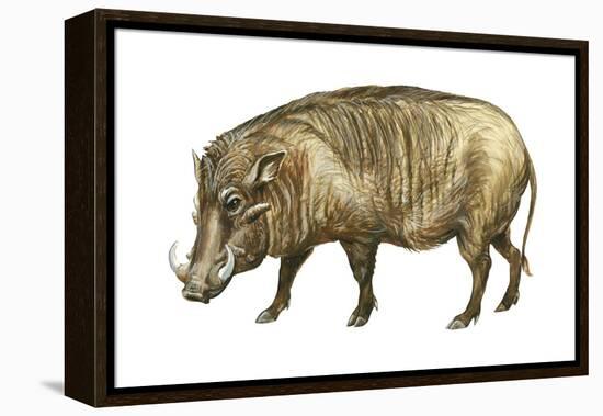 Warthog (Phacochoerus Aethiopicus), Mammals-Encyclopaedia Britannica-Framed Stretched Canvas