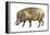 Warthog (Phacochoerus Aethiopicus), Mammals-Encyclopaedia Britannica-Framed Stretched Canvas