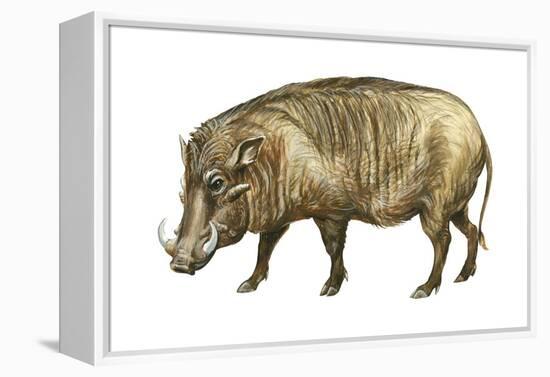 Warthog (Phacochoerus Aethiopicus), Mammals-Encyclopaedia Britannica-Framed Stretched Canvas