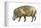 Warthog (Phacochoerus Aethiopicus), Mammals-Encyclopaedia Britannica-Framed Stretched Canvas