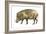 Warthog (Phacochoerus Aethiopicus), Mammals-Encyclopaedia Britannica-Framed Art Print