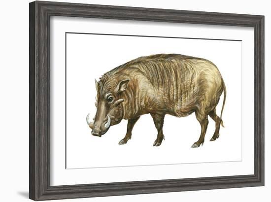 Warthog (Phacochoerus Aethiopicus), Mammals-Encyclopaedia Britannica-Framed Art Print