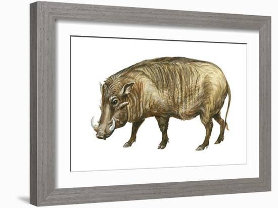 Warthog (Phacochoerus Aethiopicus), Mammals-Encyclopaedia Britannica-Framed Art Print