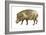 Warthog (Phacochoerus Aethiopicus), Mammals-Encyclopaedia Britannica-Framed Art Print