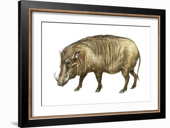 Warthog (Phacochoerus Aethiopicus), Mammals-Encyclopaedia Britannica-Framed Art Print