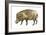 Warthog (Phacochoerus Aethiopicus), Mammals-Encyclopaedia Britannica-Framed Art Print