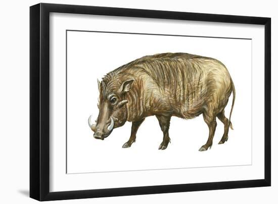 Warthog (Phacochoerus Aethiopicus), Mammals-Encyclopaedia Britannica-Framed Art Print