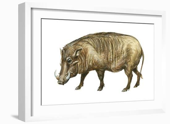 Warthog (Phacochoerus Aethiopicus), Mammals-Encyclopaedia Britannica-Framed Art Print