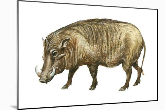 Warthog (Phacochoerus Aethiopicus), Mammals-Encyclopaedia Britannica-Mounted Art Print