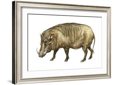 Wild boar  Britannica