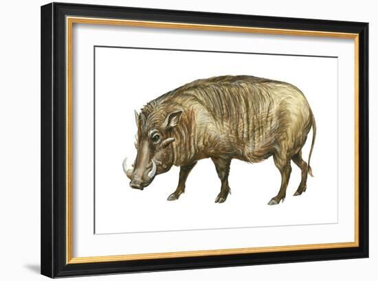 Warthog (Phacochoerus Aethiopicus), Mammals-Encyclopaedia Britannica-Framed Art Print