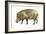 Warthog (Phacochoerus Aethiopicus), Mammals-Encyclopaedia Britannica-Framed Art Print