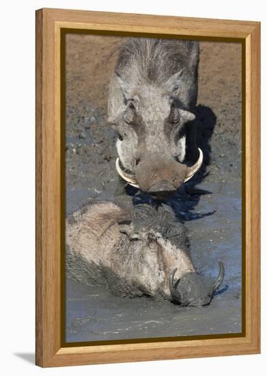 Warthog (Phacochoerus Aethiopicus) Mudbathing, Mkhuze Game Reserve, Kwazulu-Natal, South Africa-Ann & Steve Toon-Framed Premier Image Canvas