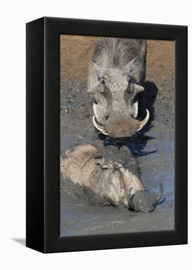 Warthog (Phacochoerus Aethiopicus) Mudbathing, Mkhuze Game Reserve, Kwazulu-Natal, South Africa-Ann & Steve Toon-Framed Premier Image Canvas