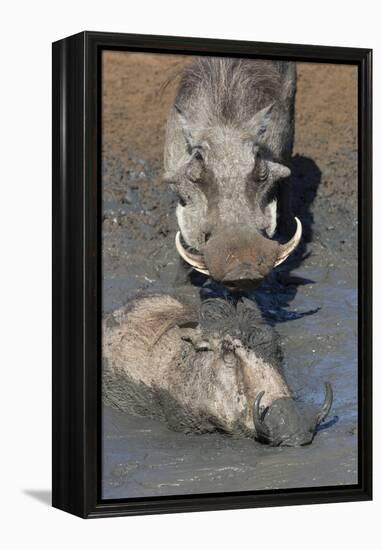 Warthog (Phacochoerus Aethiopicus) Mudbathing, Mkhuze Game Reserve, Kwazulu-Natal, South Africa-Ann & Steve Toon-Framed Premier Image Canvas