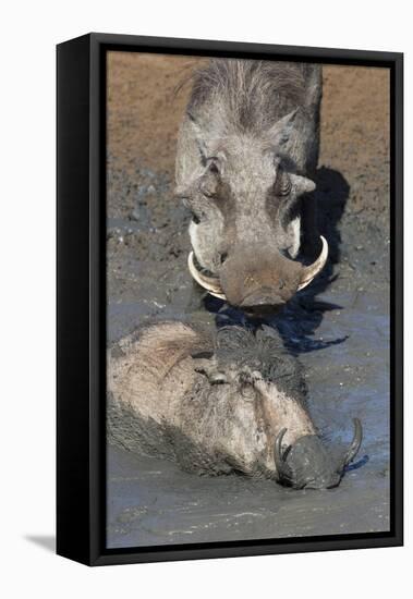 Warthog (Phacochoerus Aethiopicus) Mudbathing, Mkhuze Game Reserve, Kwazulu-Natal, South Africa-Ann & Steve Toon-Framed Premier Image Canvas