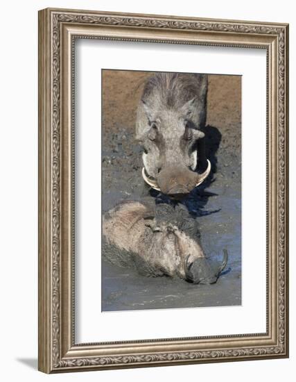 Warthog (Phacochoerus Aethiopicus) Mudbathing, Mkhuze Game Reserve, Kwazulu-Natal, South Africa-Ann & Steve Toon-Framed Photographic Print