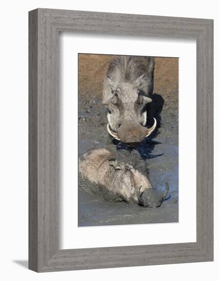 Warthog (Phacochoerus Aethiopicus) Mudbathing, Mkhuze Game Reserve, Kwazulu-Natal, South Africa-Ann & Steve Toon-Framed Photographic Print