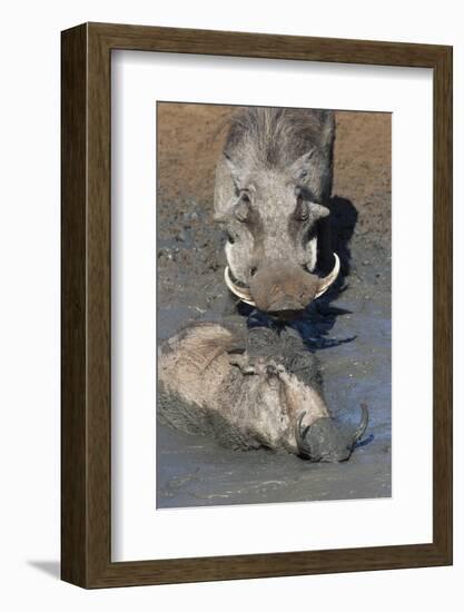 Warthog (Phacochoerus Aethiopicus) Mudbathing, Mkhuze Game Reserve, Kwazulu-Natal, South Africa-Ann & Steve Toon-Framed Photographic Print