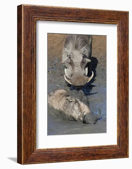Warthog (Phacochoerus Aethiopicus) Mudbathing, Mkhuze Game Reserve, Kwazulu-Natal, South Africa-Ann & Steve Toon-Framed Photographic Print
