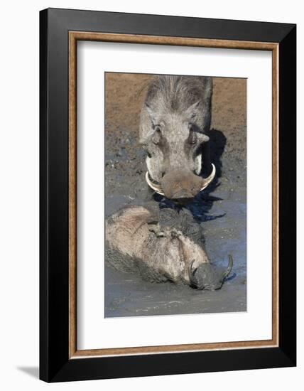 Warthog (Phacochoerus Aethiopicus) Mudbathing, Mkhuze Game Reserve, Kwazulu-Natal, South Africa-Ann & Steve Toon-Framed Photographic Print