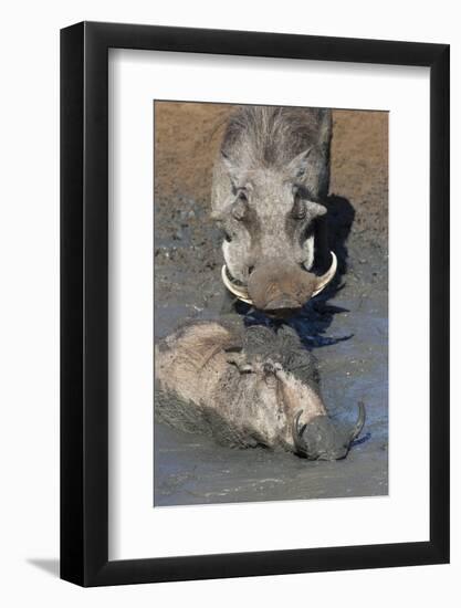 Warthog (Phacochoerus Aethiopicus) Mudbathing, Mkhuze Game Reserve, Kwazulu-Natal, South Africa-Ann & Steve Toon-Framed Photographic Print