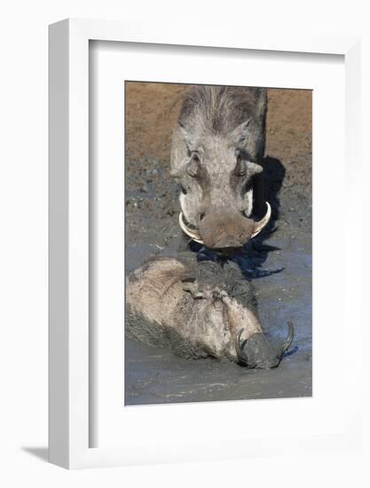 Warthog (Phacochoerus Aethiopicus) Mudbathing, Mkhuze Game Reserve, Kwazulu-Natal, South Africa-Ann & Steve Toon-Framed Photographic Print