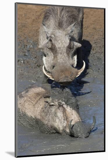 Warthog (Phacochoerus Aethiopicus) Mudbathing, Mkhuze Game Reserve, Kwazulu-Natal, South Africa-Ann & Steve Toon-Mounted Photographic Print