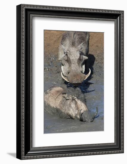 Warthog (Phacochoerus Aethiopicus) Mudbathing, Mkhuze Game Reserve, Kwazulu-Natal, South Africa-Ann & Steve Toon-Framed Photographic Print