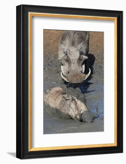 Warthog (Phacochoerus Aethiopicus) Mudbathing, Mkhuze Game Reserve, Kwazulu-Natal, South Africa-Ann & Steve Toon-Framed Photographic Print