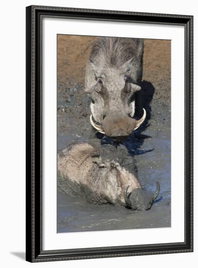 Warthog (Phacochoerus Aethiopicus) Mudbathing, Mkhuze Game Reserve, Kwazulu-Natal, South Africa-Ann & Steve Toon-Framed Photographic Print