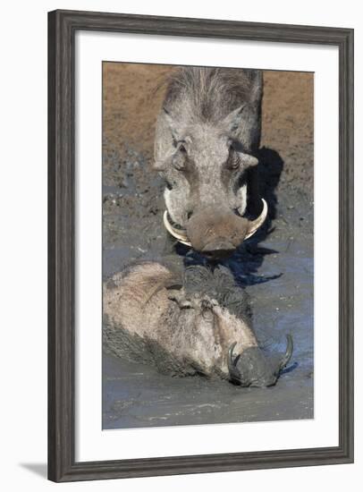 Warthog (Phacochoerus Aethiopicus) Mudbathing, Mkhuze Game Reserve, Kwazulu-Natal, South Africa-Ann & Steve Toon-Framed Photographic Print